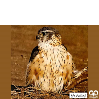 گونه ترمتای Merlin